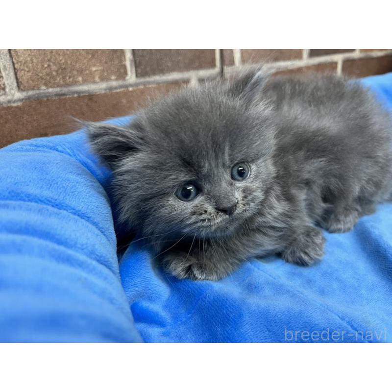 販売中の東京都のマンチカン-132126の6枚目