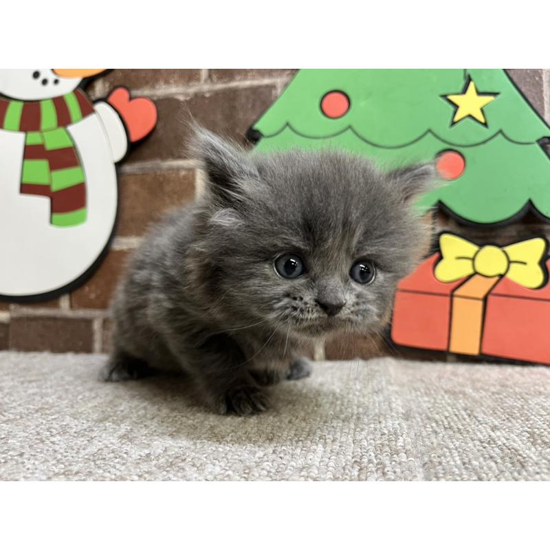 販売中の東京都のマンチカン-132126の5枚目