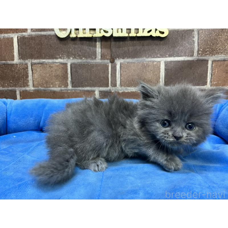 販売中の東京都のマンチカン-132126の4枚目