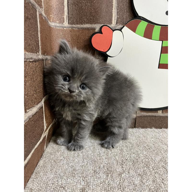 販売中の東京都のマンチカン-132126の3枚目