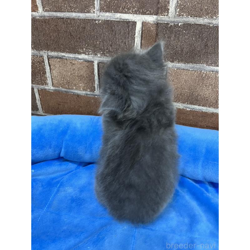 販売中の東京都のマンチカン-132126の2枚目