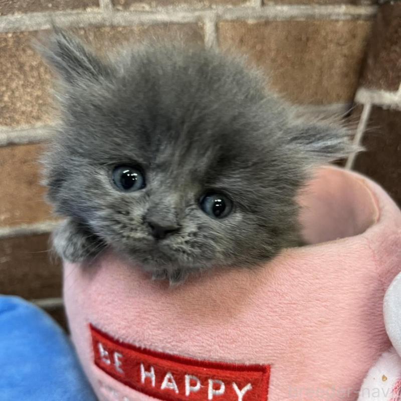 販売中の東京都のマンチカン-132126