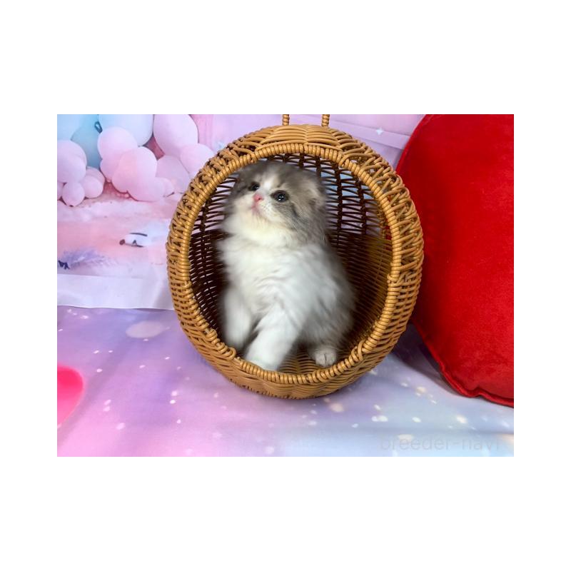 販売中の大阪府のスコティッシュフォールド(折れ耳)-132127の6枚目