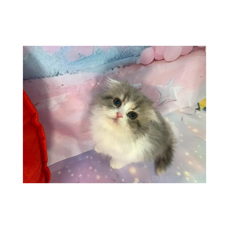 販売中の大阪府のスコティッシュフォールド(折れ耳)-132127の4枚目