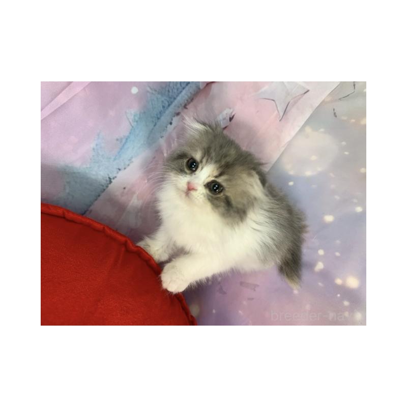 販売中の大阪府のスコティッシュフォールド(折れ耳)-132127の2枚目