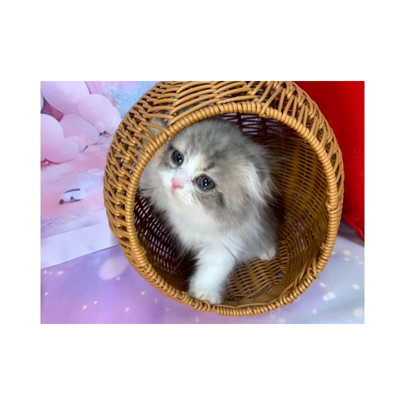 販売中の大阪府のスコティッシュフォールド(折れ耳)-132127の3枚目