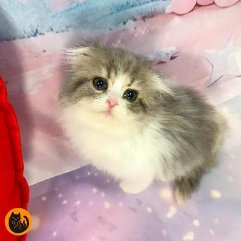 販売中の大阪府のスコティッシュフォールド(折れ耳)-132127