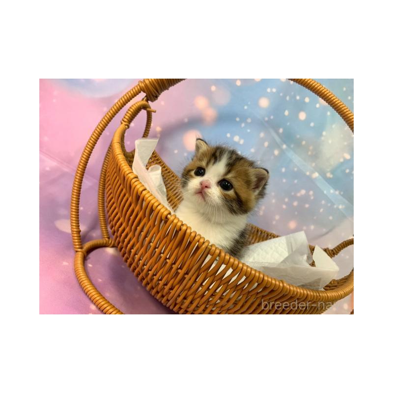 販売中の大阪府のスコティッシュフォールド-132128の5枚目