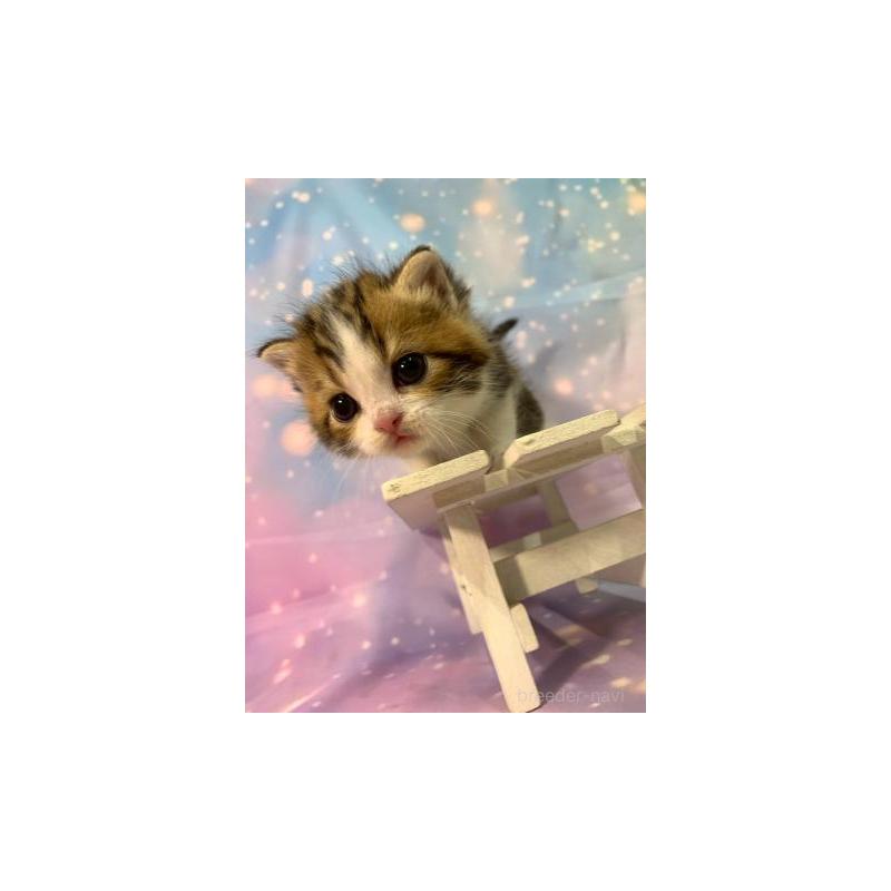 販売中の大阪府のスコティッシュフォールド-132128の6枚目