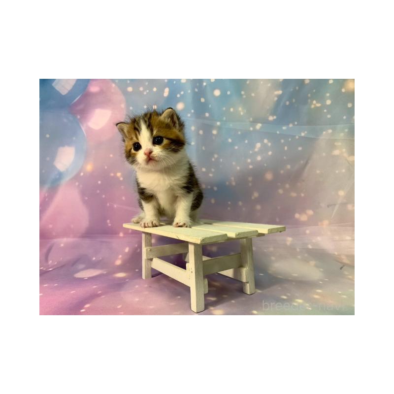 販売中の大阪府のスコティッシュフォールド-132128の3枚目