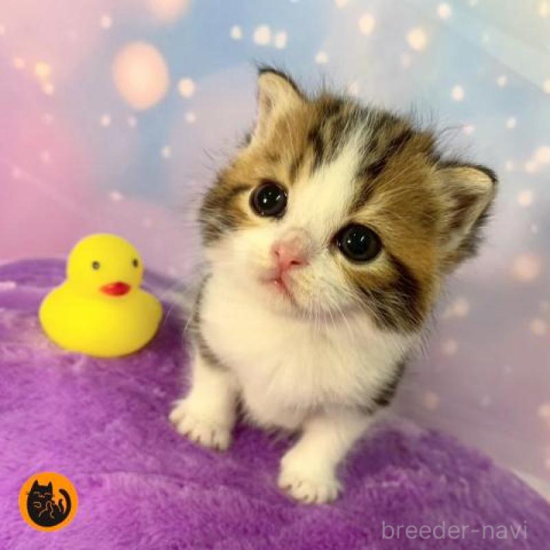 販売中の大阪府のスコティッシュフォールド-132128の1枚目