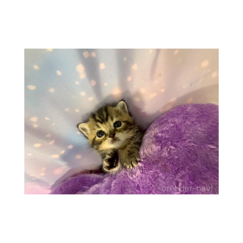 販売中の大阪府のスコティッシュフォールド-132129の4枚目