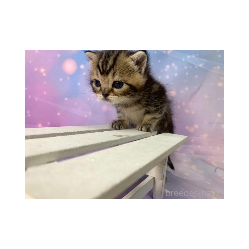 販売中の大阪府のスコティッシュフォールド-132129の3枚目