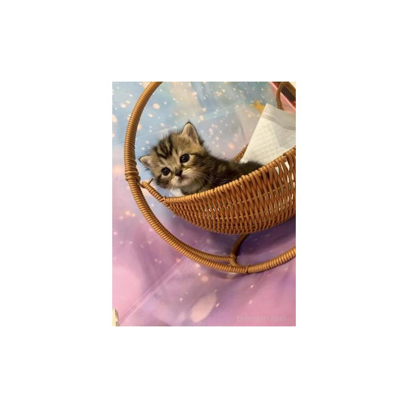 販売中の大阪府のスコティッシュフォールド-132129の2枚目