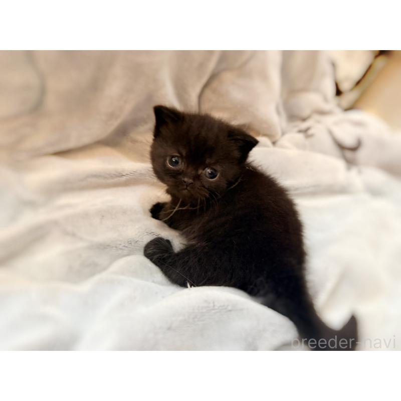 販売中の徳島県のミヌエット(短足)-132131の15枚目