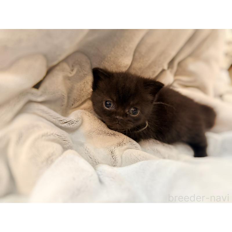 販売中の徳島県のミヌエット(短足)-132131の14枚目