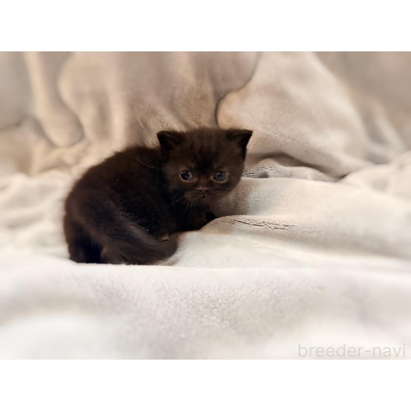 販売中の徳島県のミヌエット(短足)-132131の13枚目