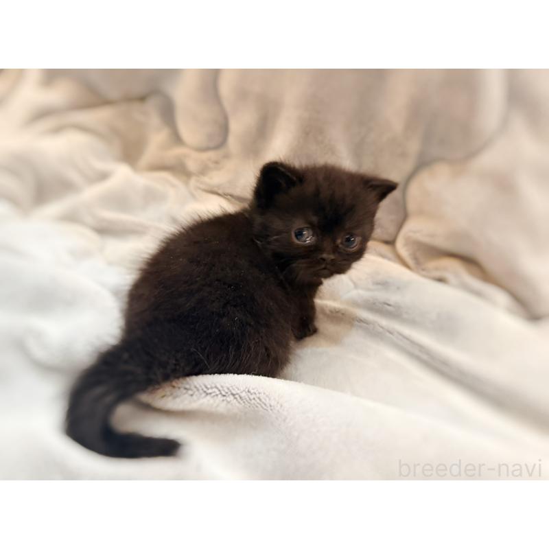 販売中の徳島県のミヌエット(短足)-132131の12枚目