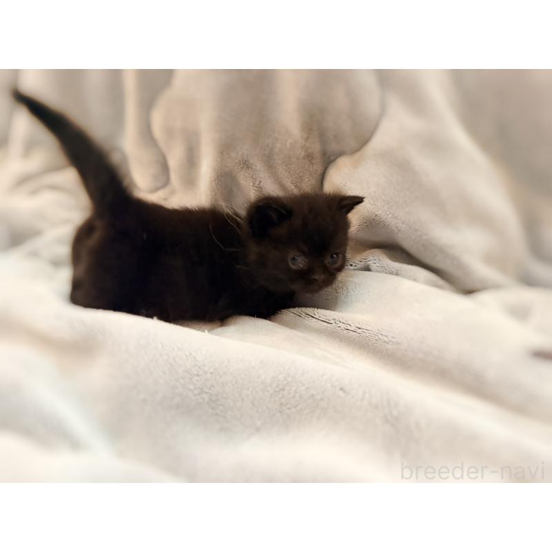 販売中の徳島県のミヌエット(短足)-132131の11枚目