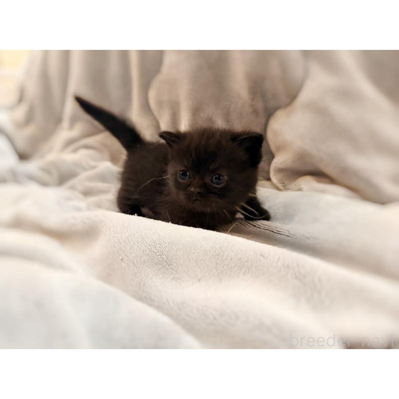 販売中の徳島県のミヌエット(短足)-132131の10枚目