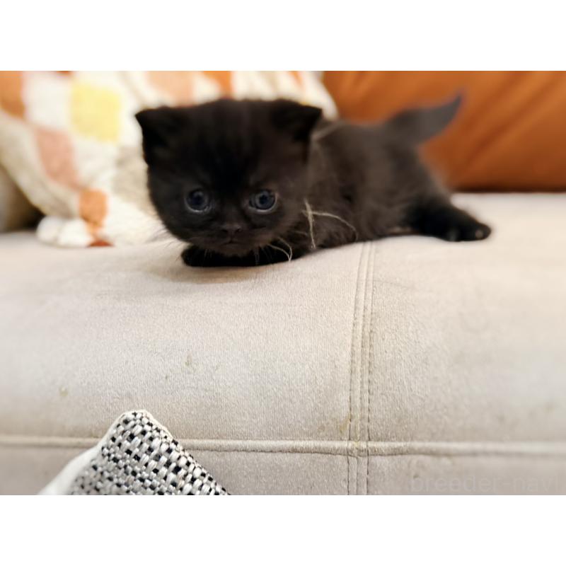 販売中の徳島県のミヌエット(短足)-132131の9枚目