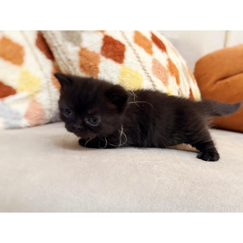 販売中の徳島県のミヌエット(短足)-132131の8枚目