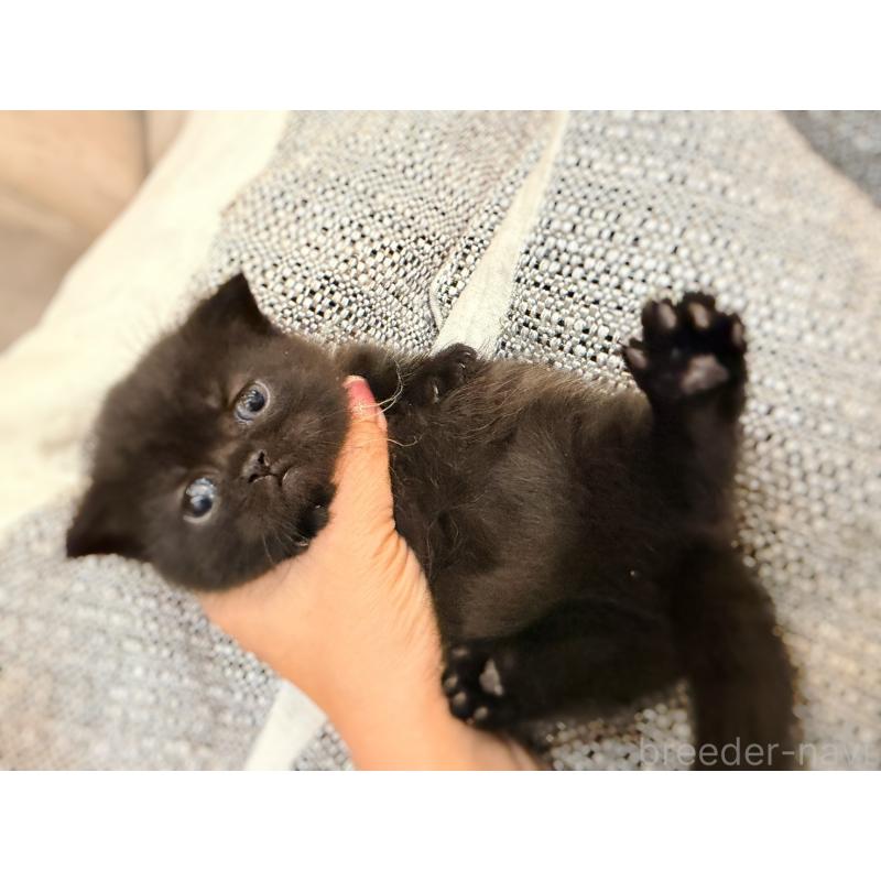 販売中の徳島県のミヌエット(短足)-132131の7枚目