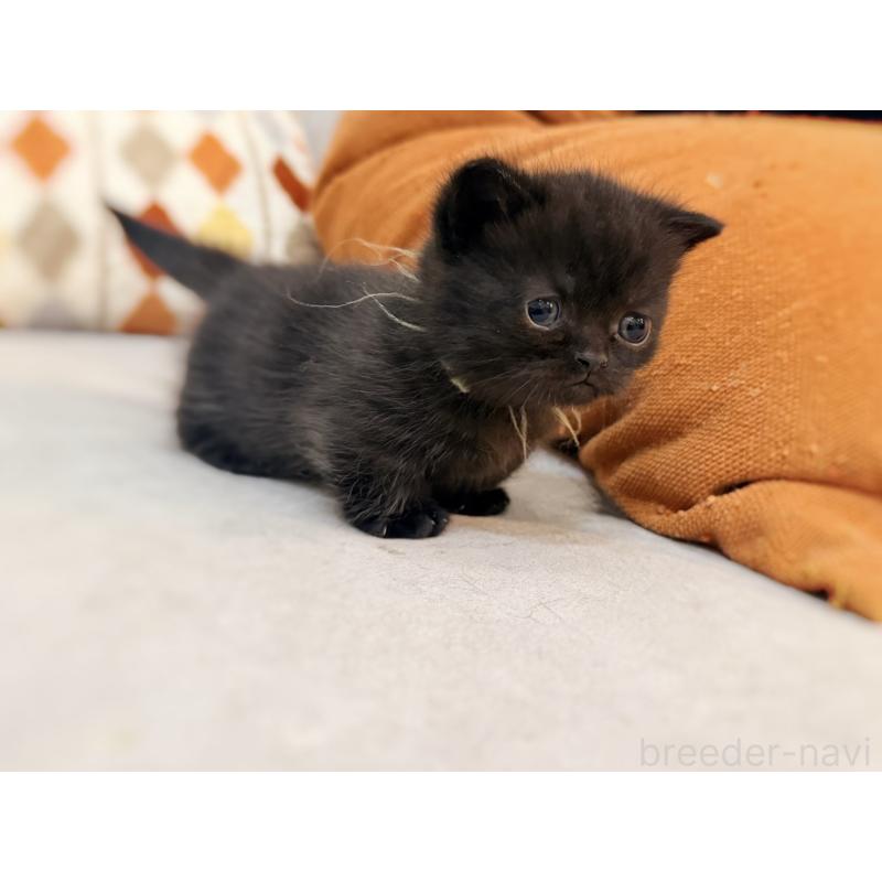 販売中の徳島県のミヌエット(短足)-132131の6枚目