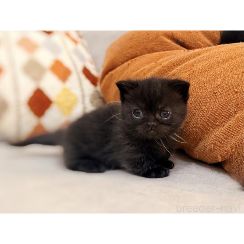 販売中の徳島県のミヌエット(短足)-132131の5枚目