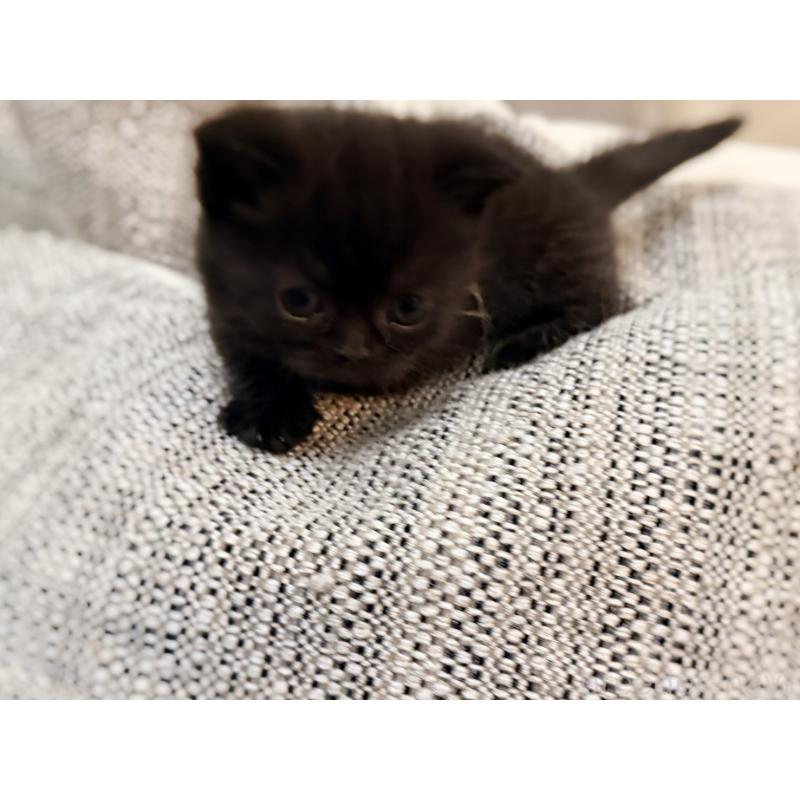 販売中の徳島県のミヌエット(短足)-132131の3枚目