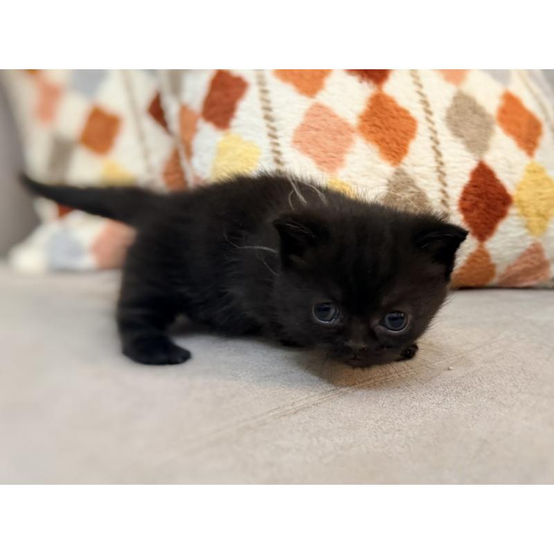 販売中の徳島県のミヌエット(短足)-132131の4枚目