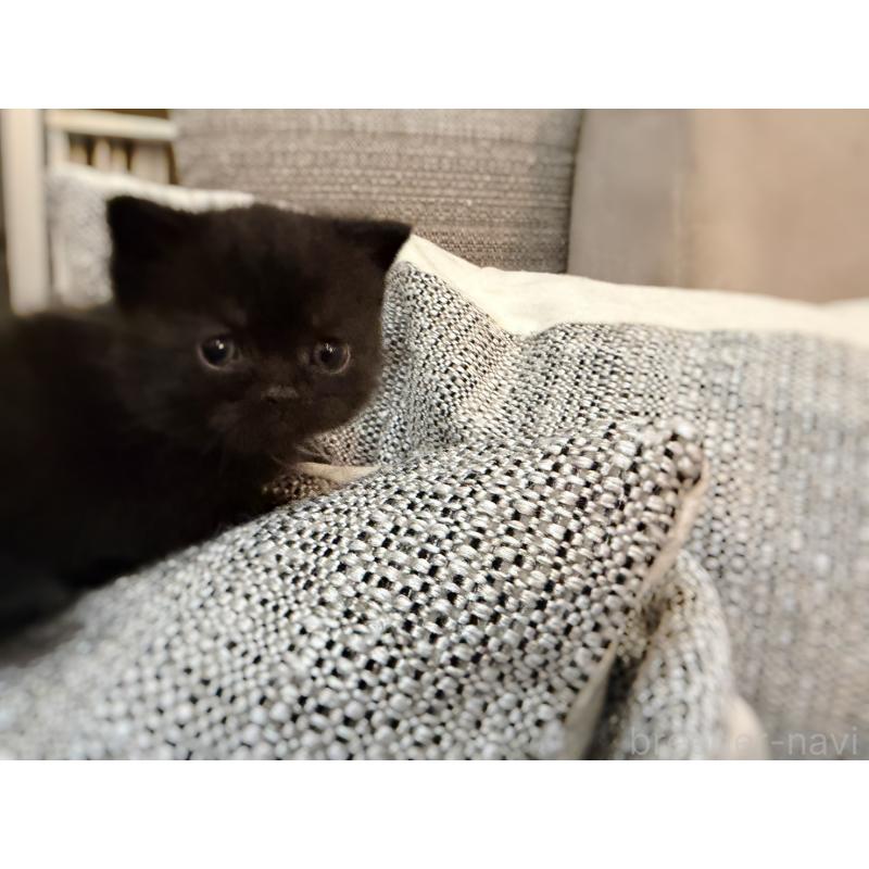 販売中の徳島県のミヌエット(短足)-132131の2枚目