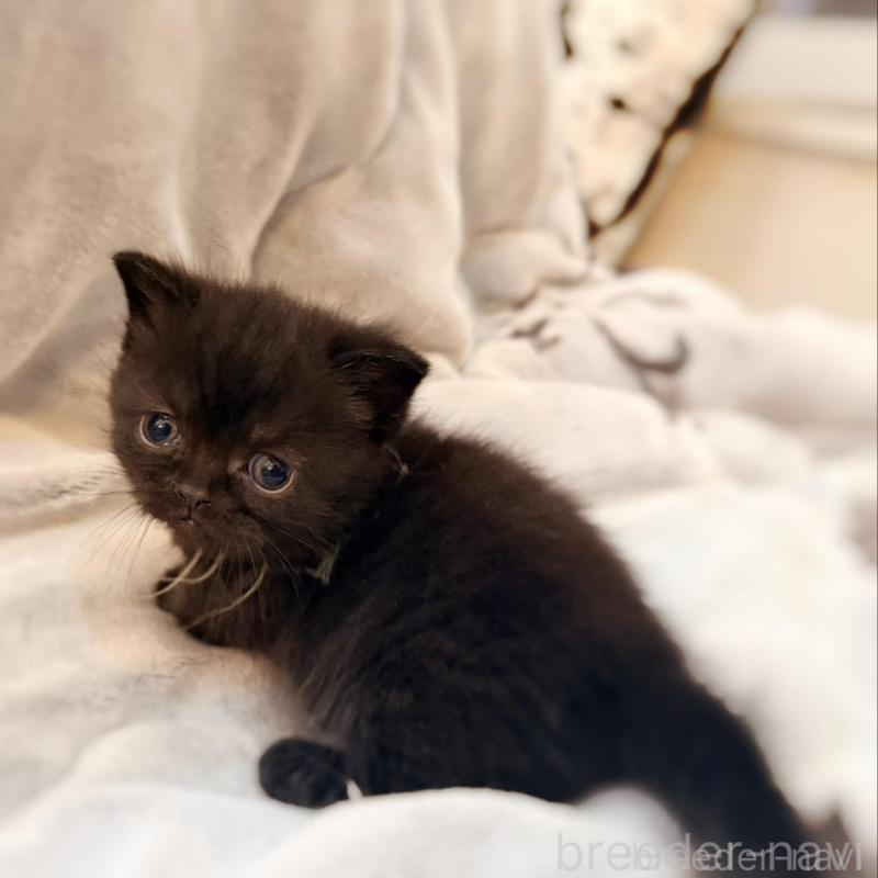 販売中の徳島県のミヌエット(短足)-132131