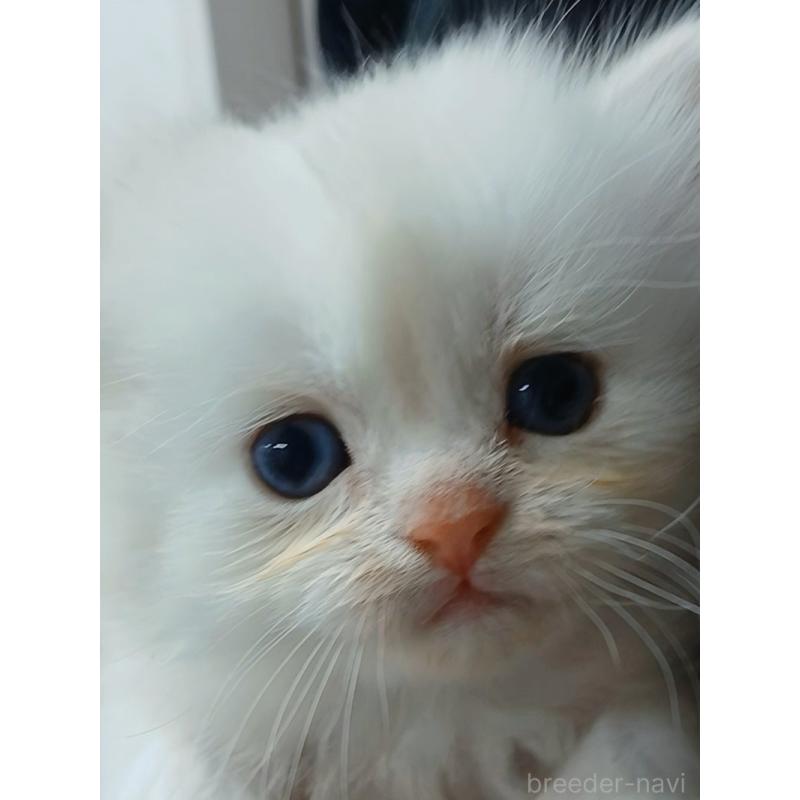 販売中の千葉県のマンチカン-132132の9枚目