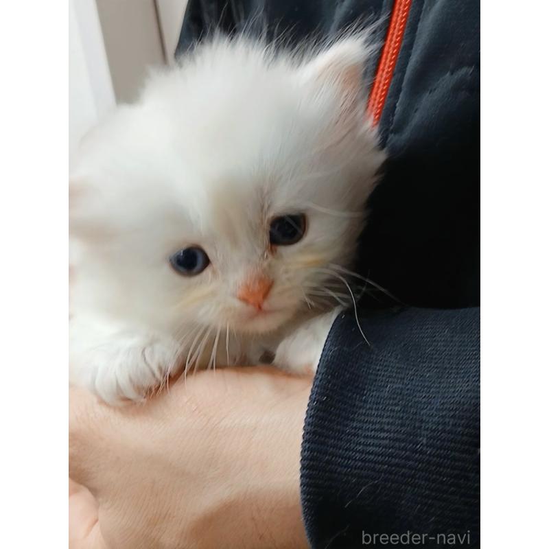 販売中の千葉県のマンチカン-132132の8枚目