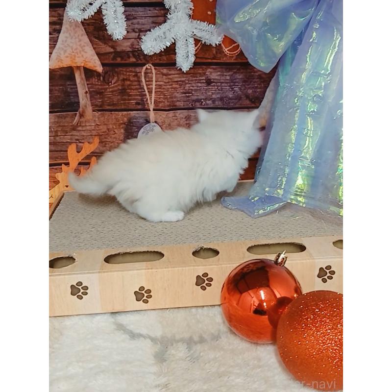 販売中の千葉県のマンチカン-132132の7枚目