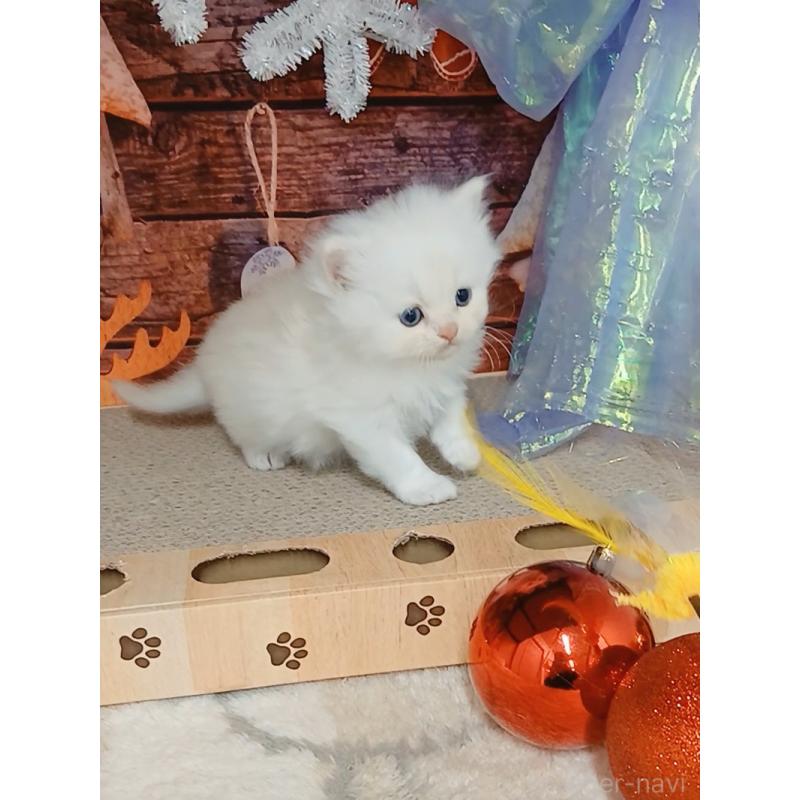 販売中の千葉県のマンチカン-132132の6枚目