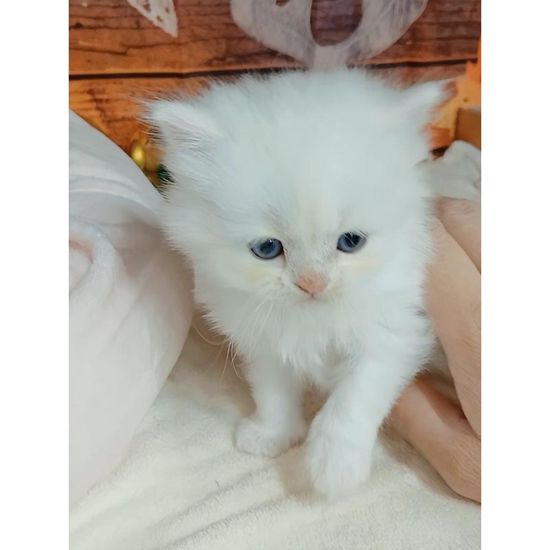 販売中の千葉県のマンチカン-132132の5枚目