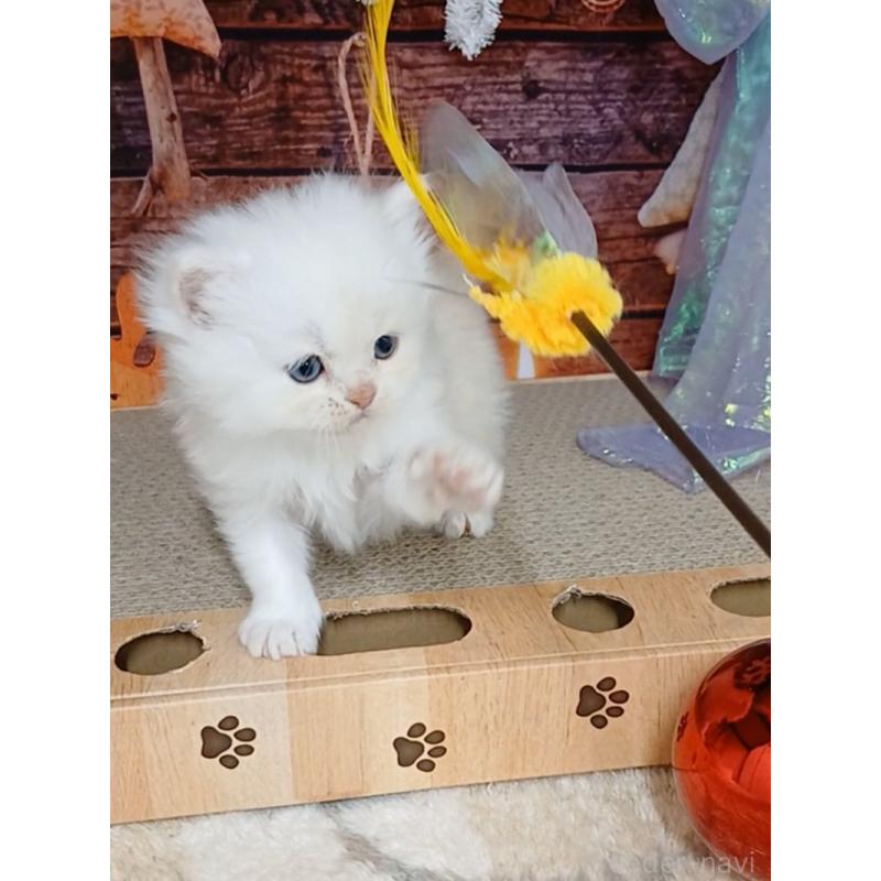 販売中の千葉県のマンチカン-132132の3枚目