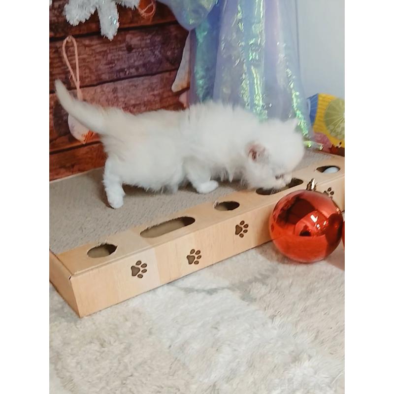 販売中の千葉県のマンチカン-132132の4枚目