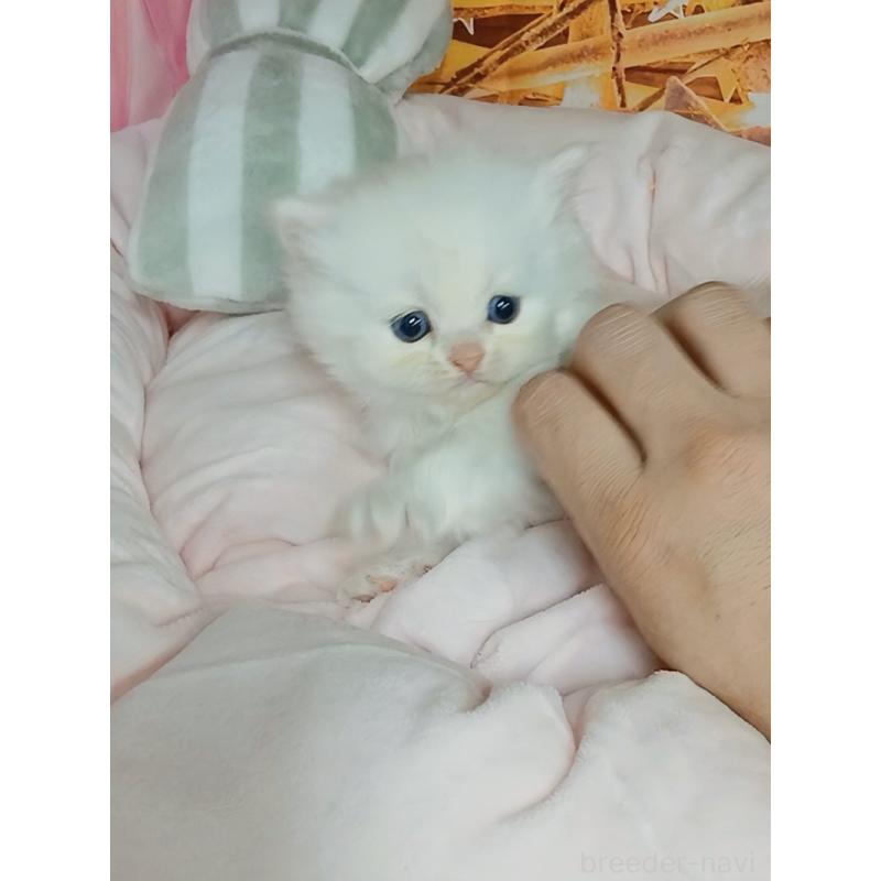 販売中の千葉県のマンチカン-132132の2枚目