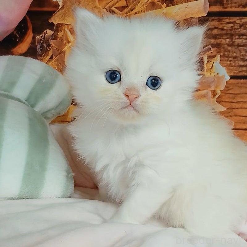 販売中の千葉県のマンチカン-132132の1枚目