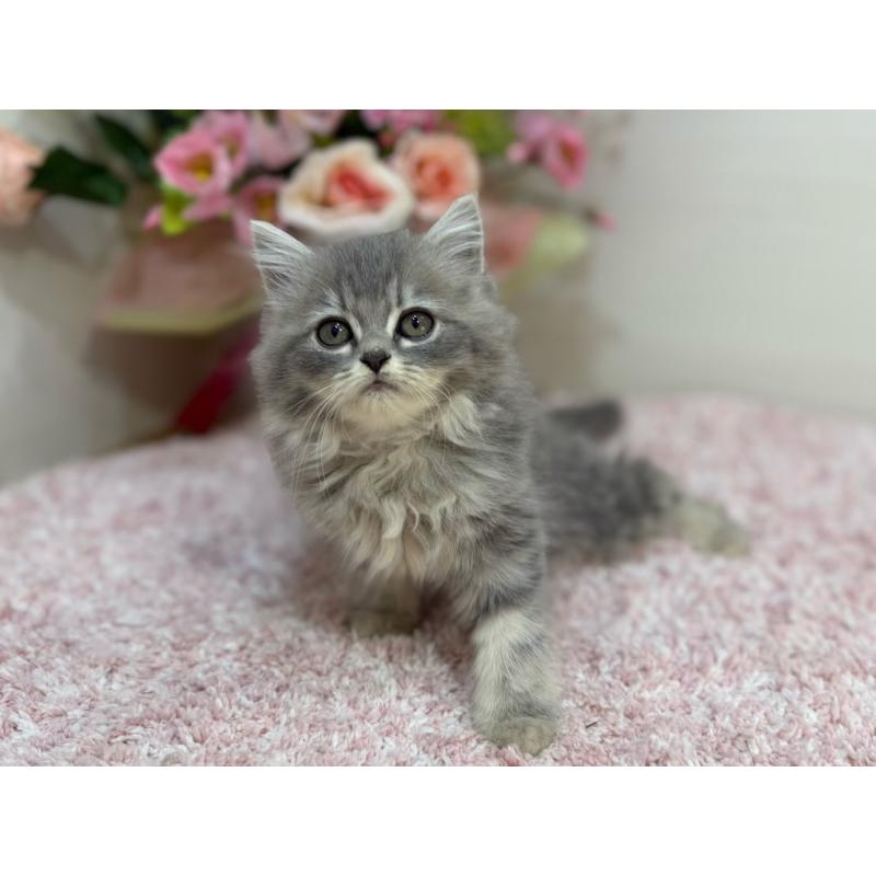 販売中の東京都のラガマフィン-132133の4枚目