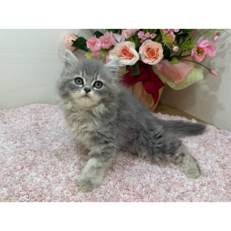 販売中の東京都のラガマフィン-132133の3枚目