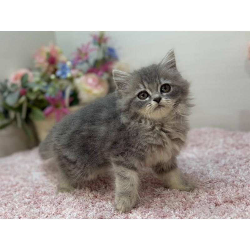 販売中の東京都のラガマフィン-132133の2枚目