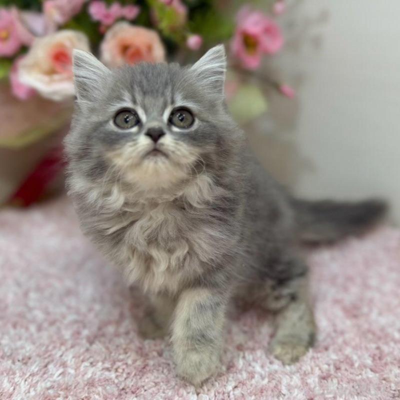 販売中の東京都のラガマフィン-132133