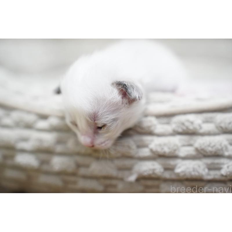 販売中の千葉県のラグドール-132134の3枚目