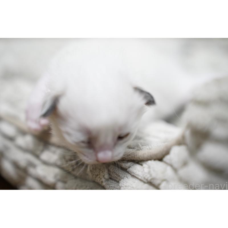 販売中の千葉県のラグドール-132134の2枚目