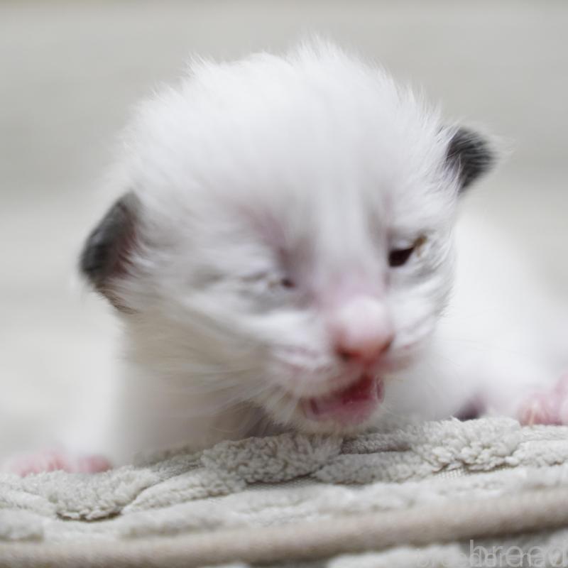 販売中の千葉県のラグドール-132134