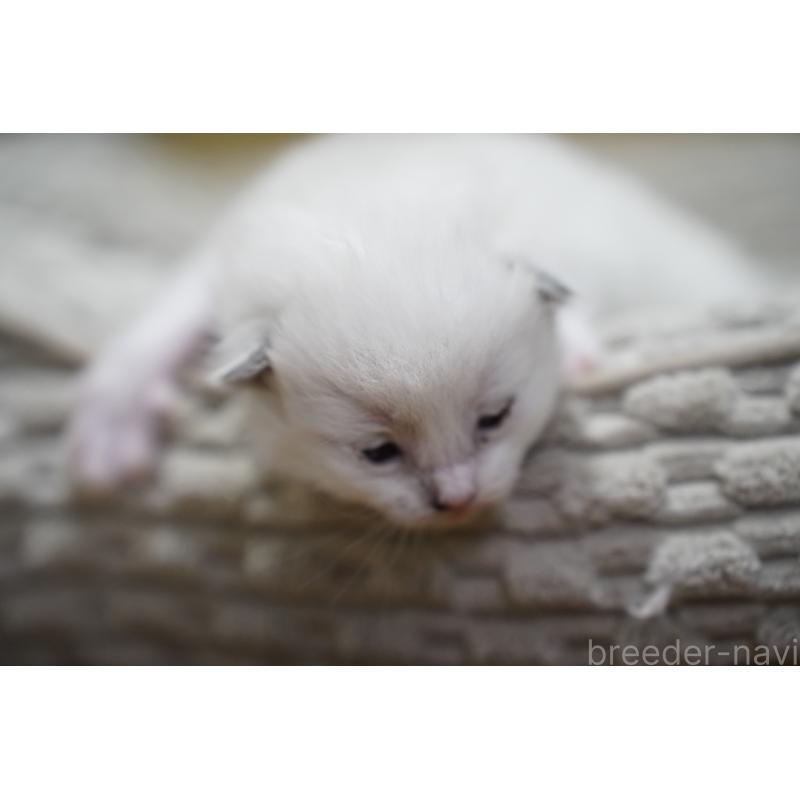 販売中の千葉県のラグドール-132135の3枚目